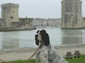 Setter Anglais NENCINI'S CUSTER Setter Anglais NENCINI'S CUSTER